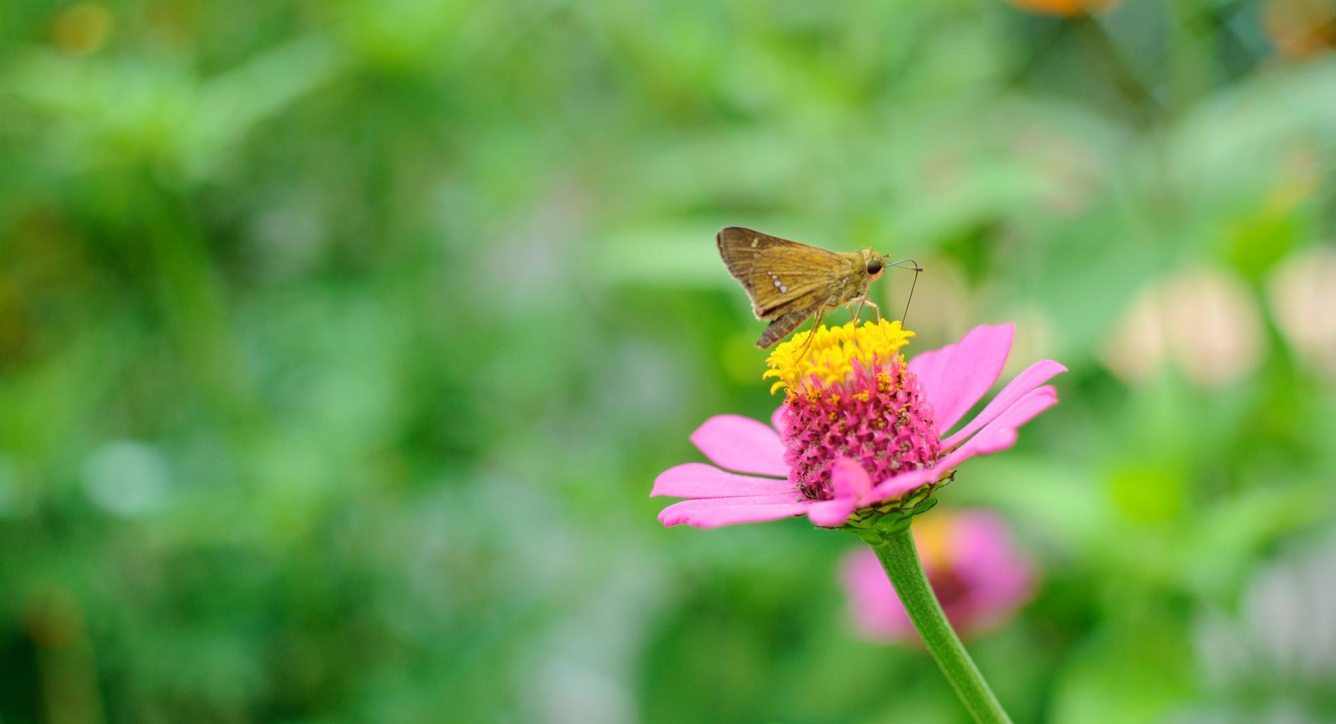 Skipper Butterfly wallpapers HD quality