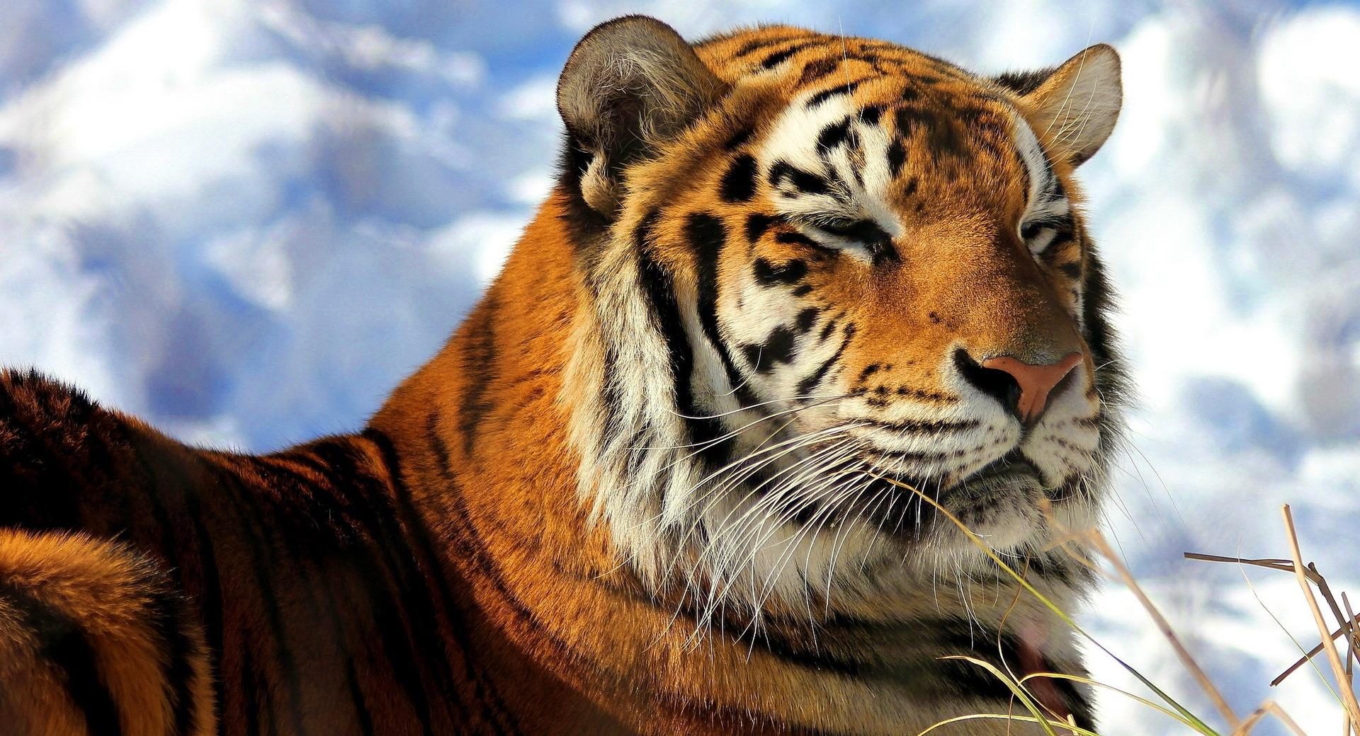 Sleepy Amur Tiger at 1280 x 960 size wallpapers HD quality