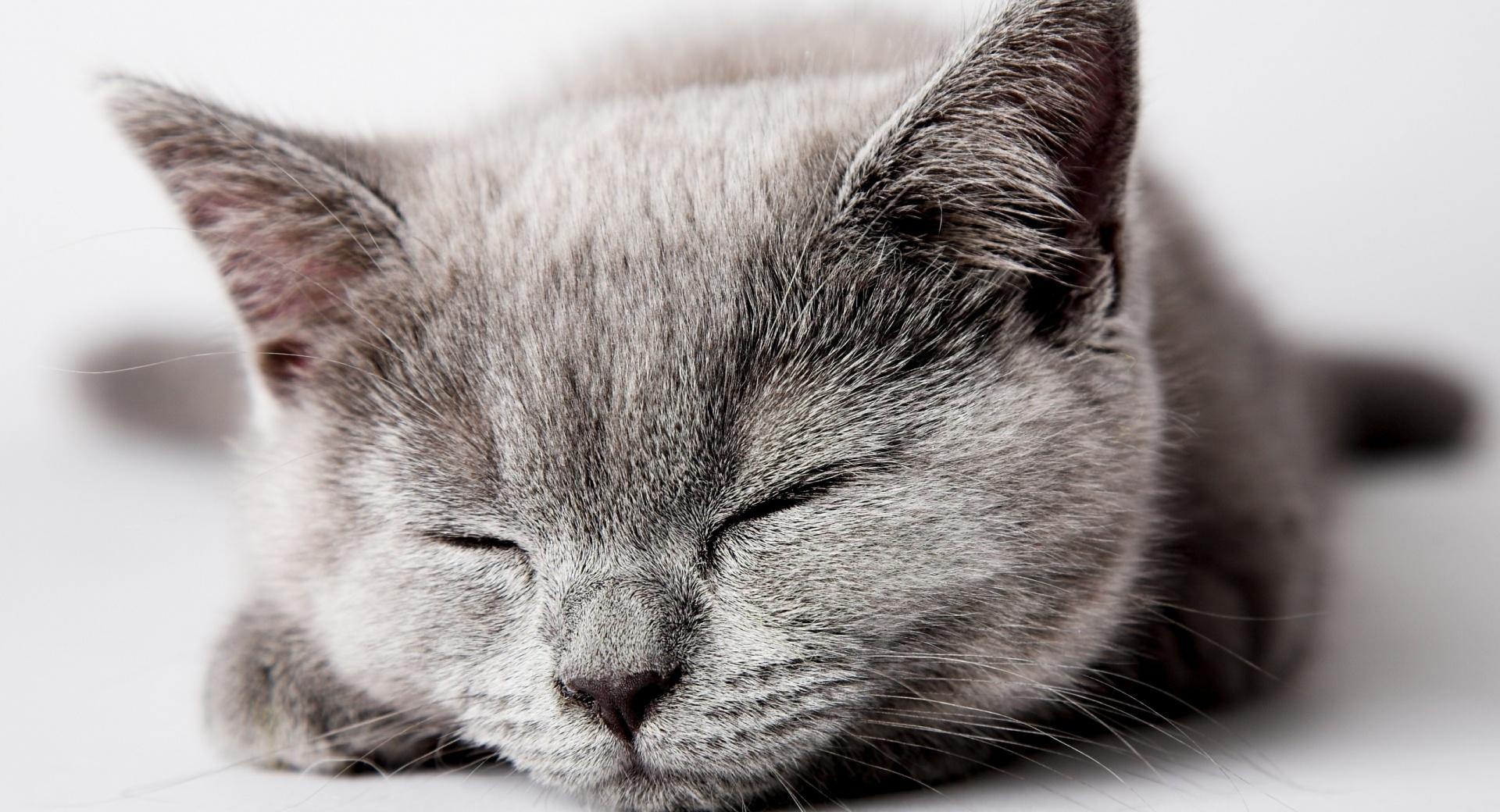 Sleepy Grey Kitten at 2048 x 2048 iPad size wallpapers HD quality