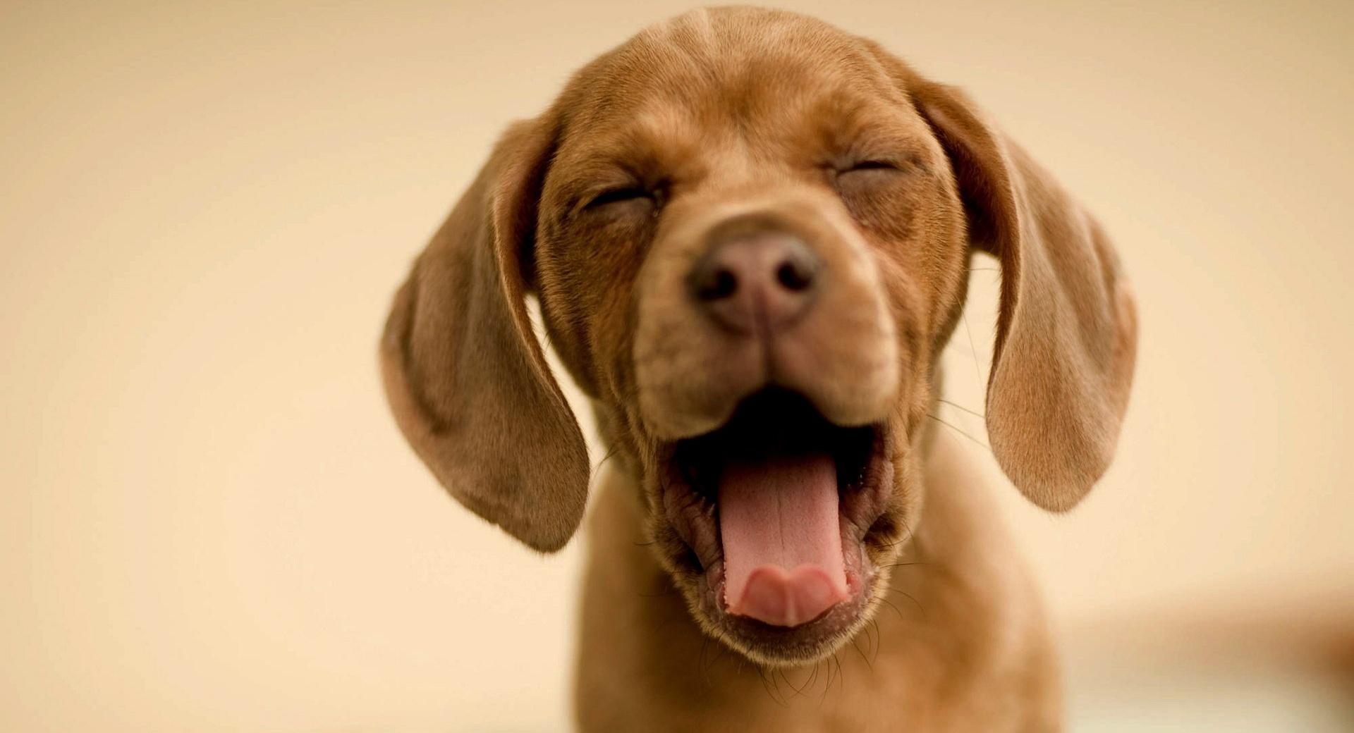 Sleepy Puppy wallpapers HD quality