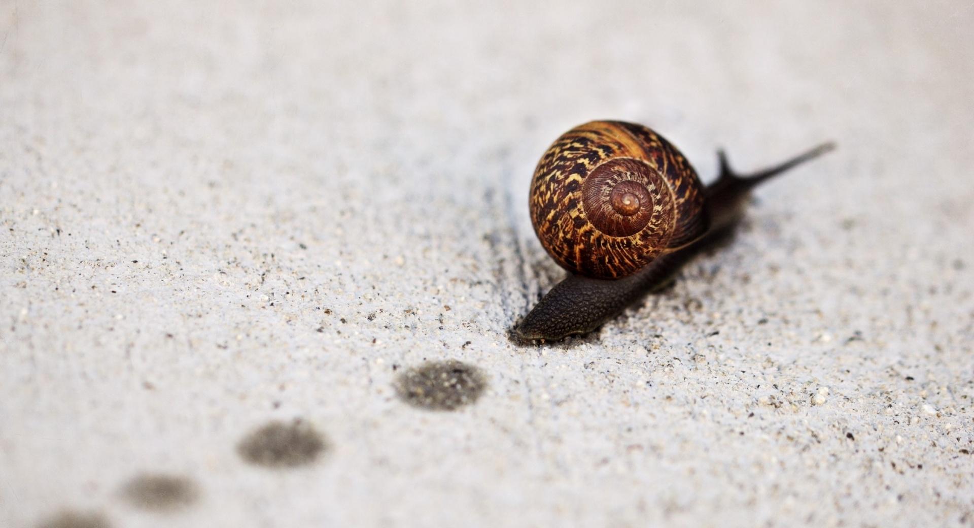 Snail Track Macro at 1600 x 1200 size wallpapers HD quality