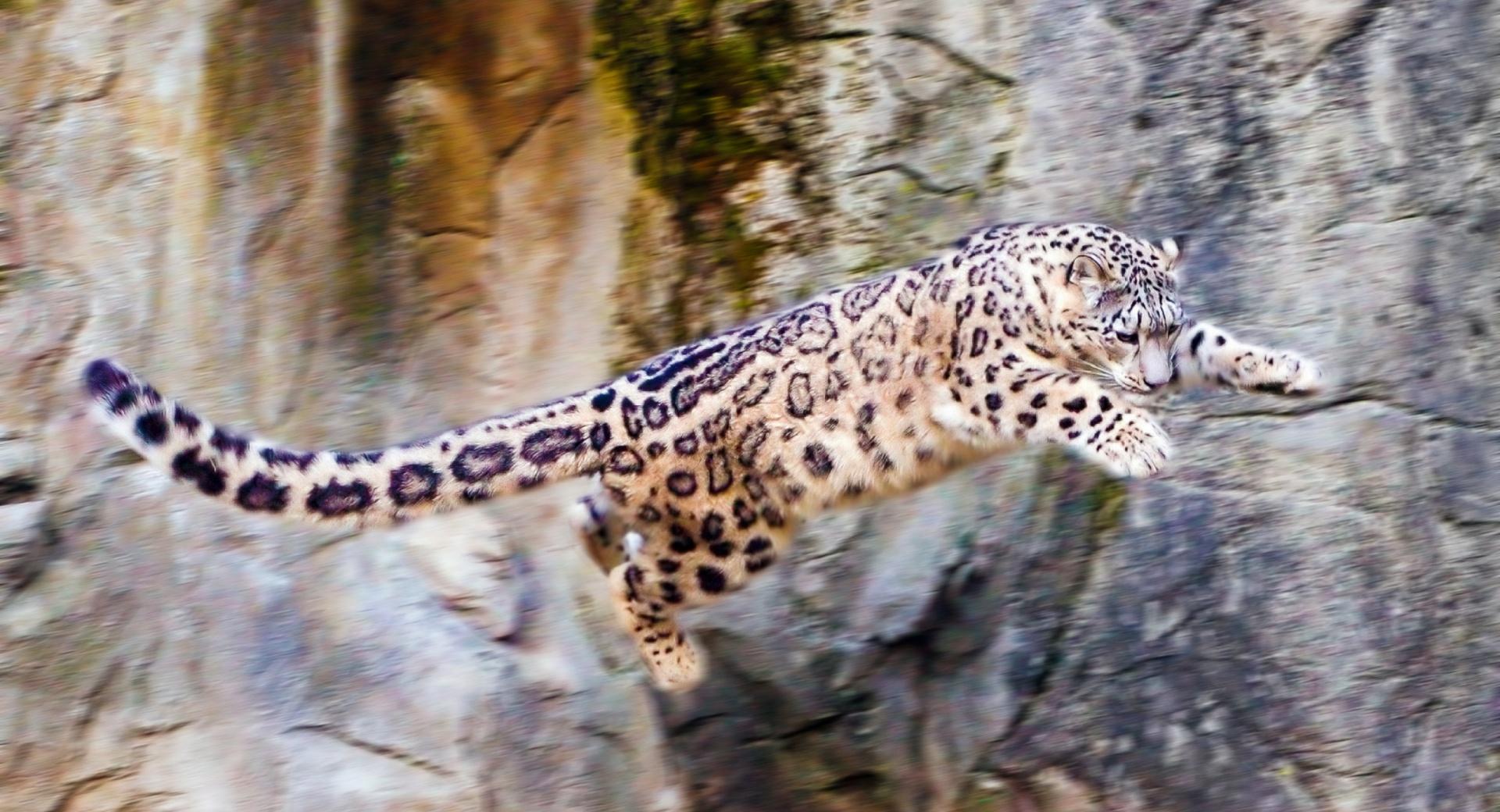 Snow Leopard Flying at 1334 x 750 iPhone 7 size wallpapers HD quality