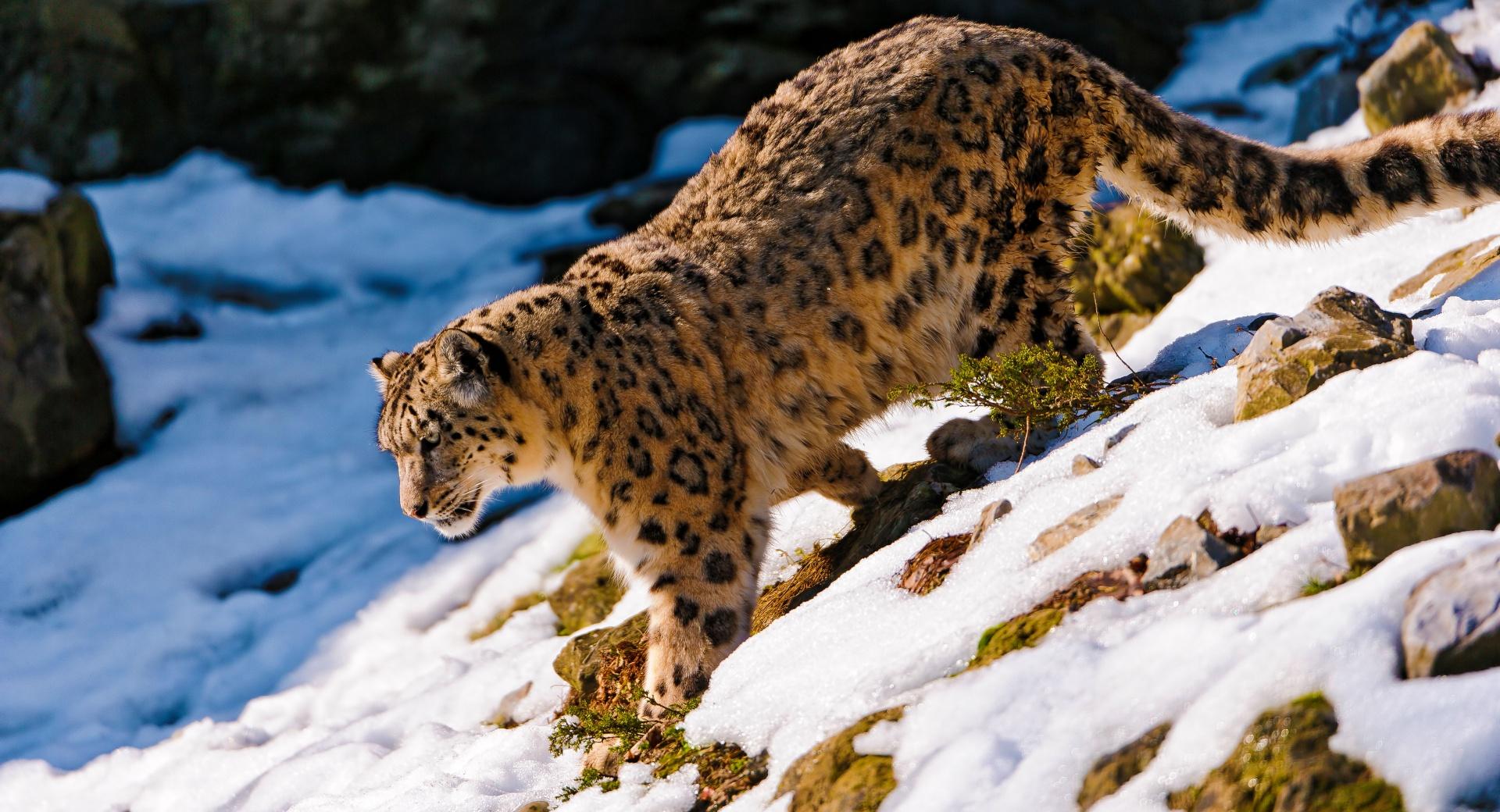 Snow Leopard Walking Down at 320 x 480 iPhone size wallpapers HD quality
