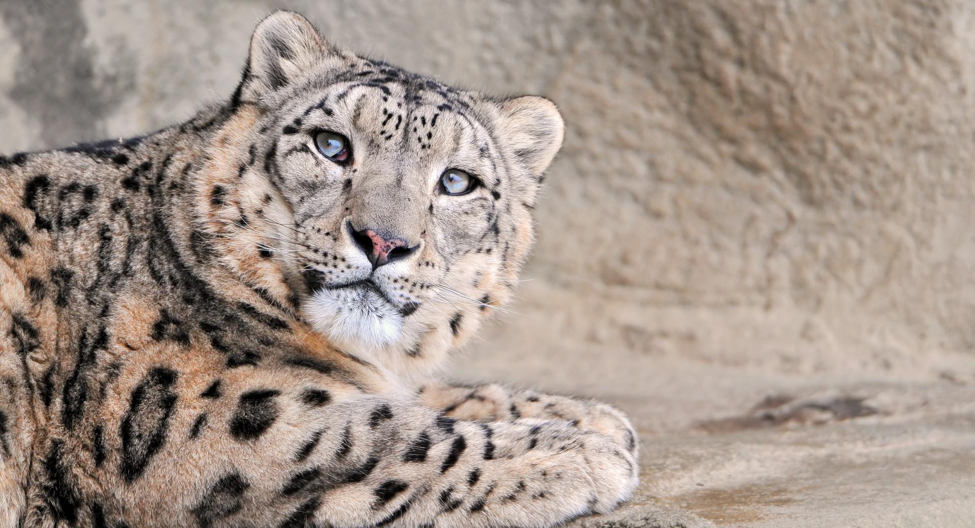 Snow Leopard With Blue Eyes at 320 x 480 iPhone size wallpapers HD quality
