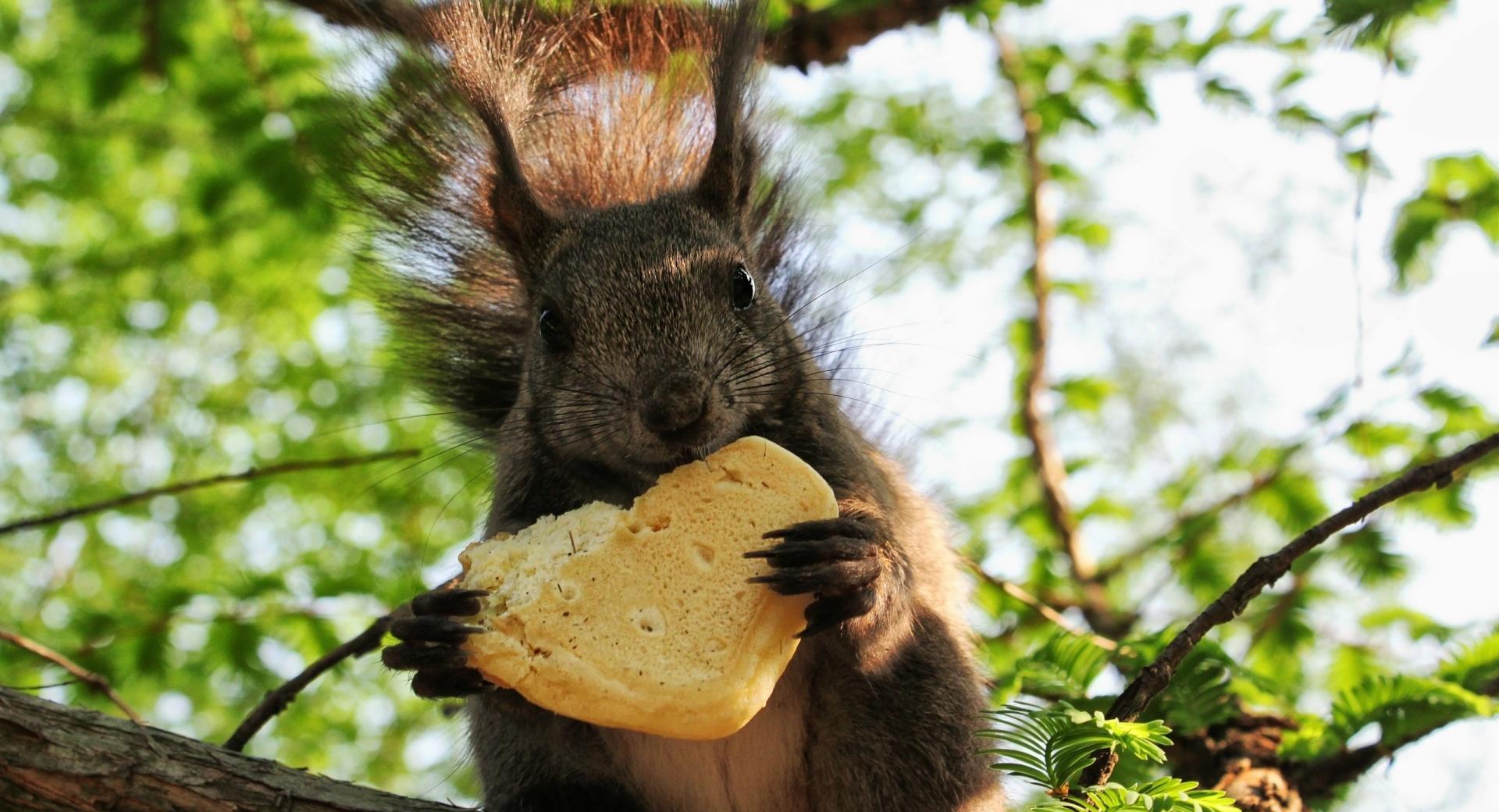 Squirrel Eating A Cookie wallpapers HD quality