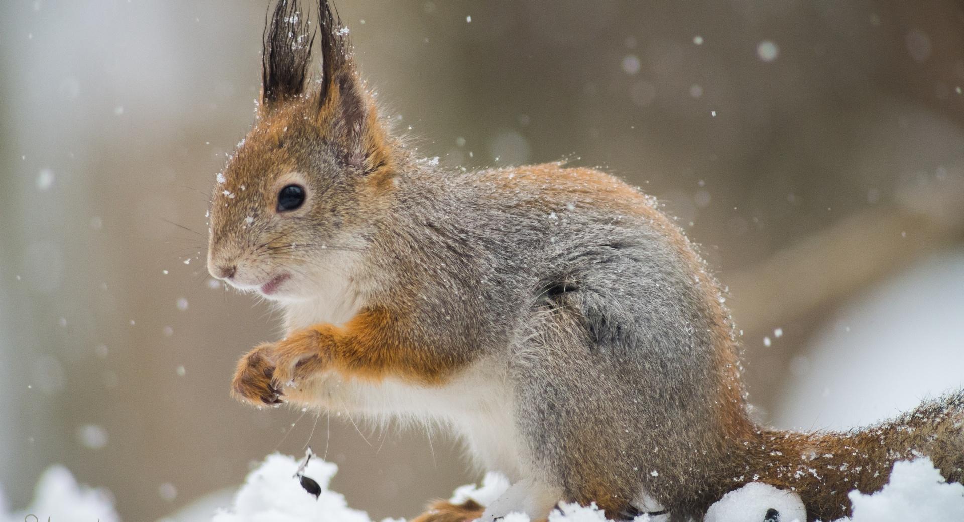 Squirrel In A Snowfall at 1280 x 960 size wallpapers HD quality