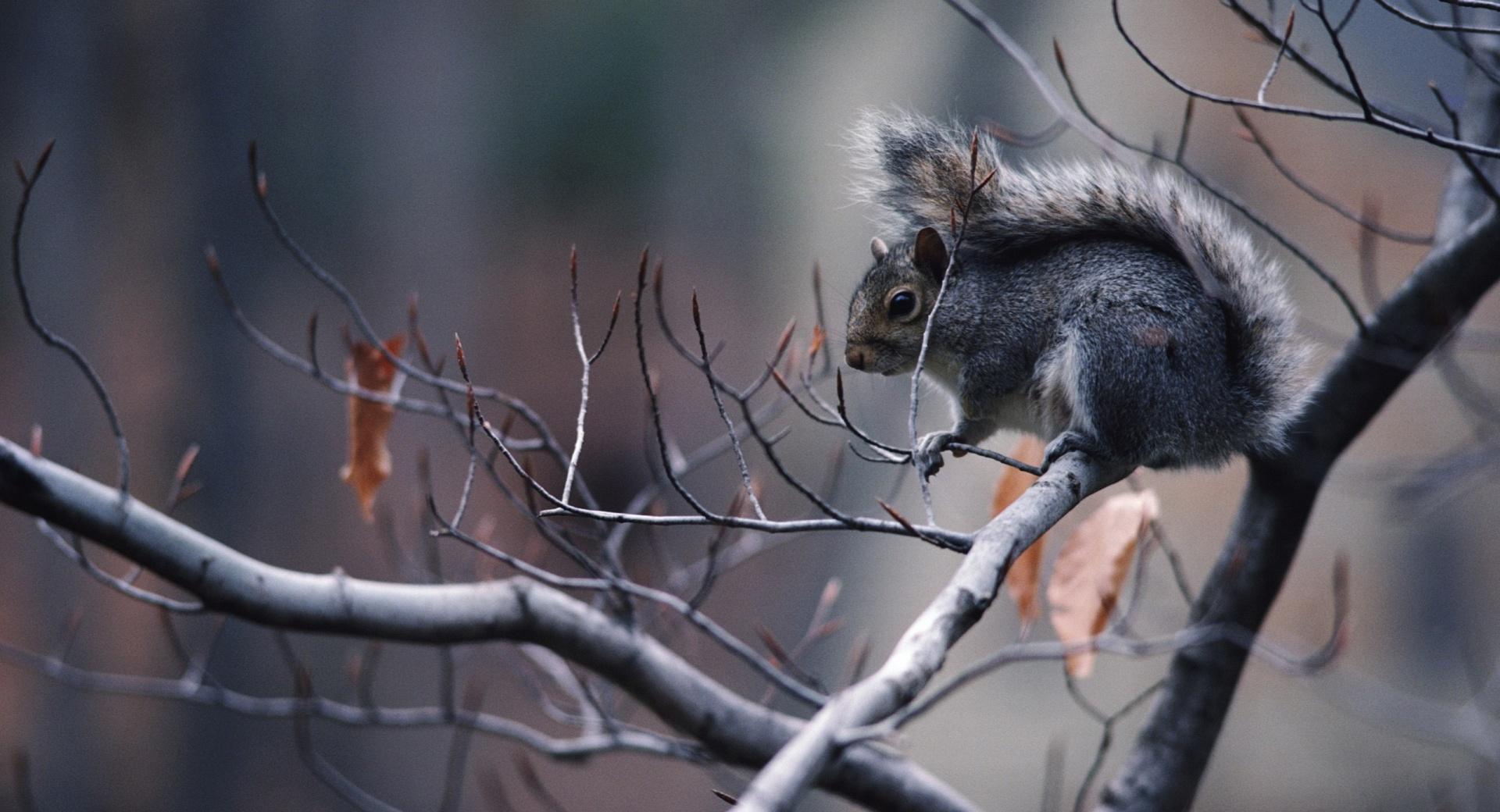 Squirrel In Tree at 1024 x 768 size wallpapers HD quality