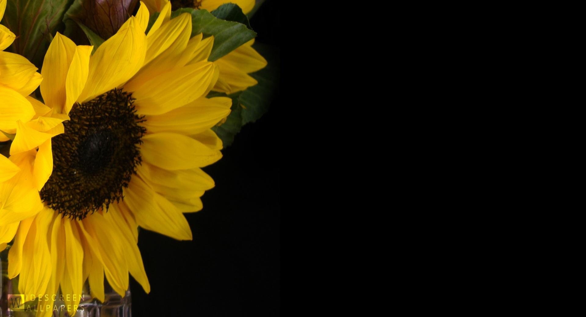 Sunflower and Kale in a Vase at 1600 x 1200 size wallpapers HD quality