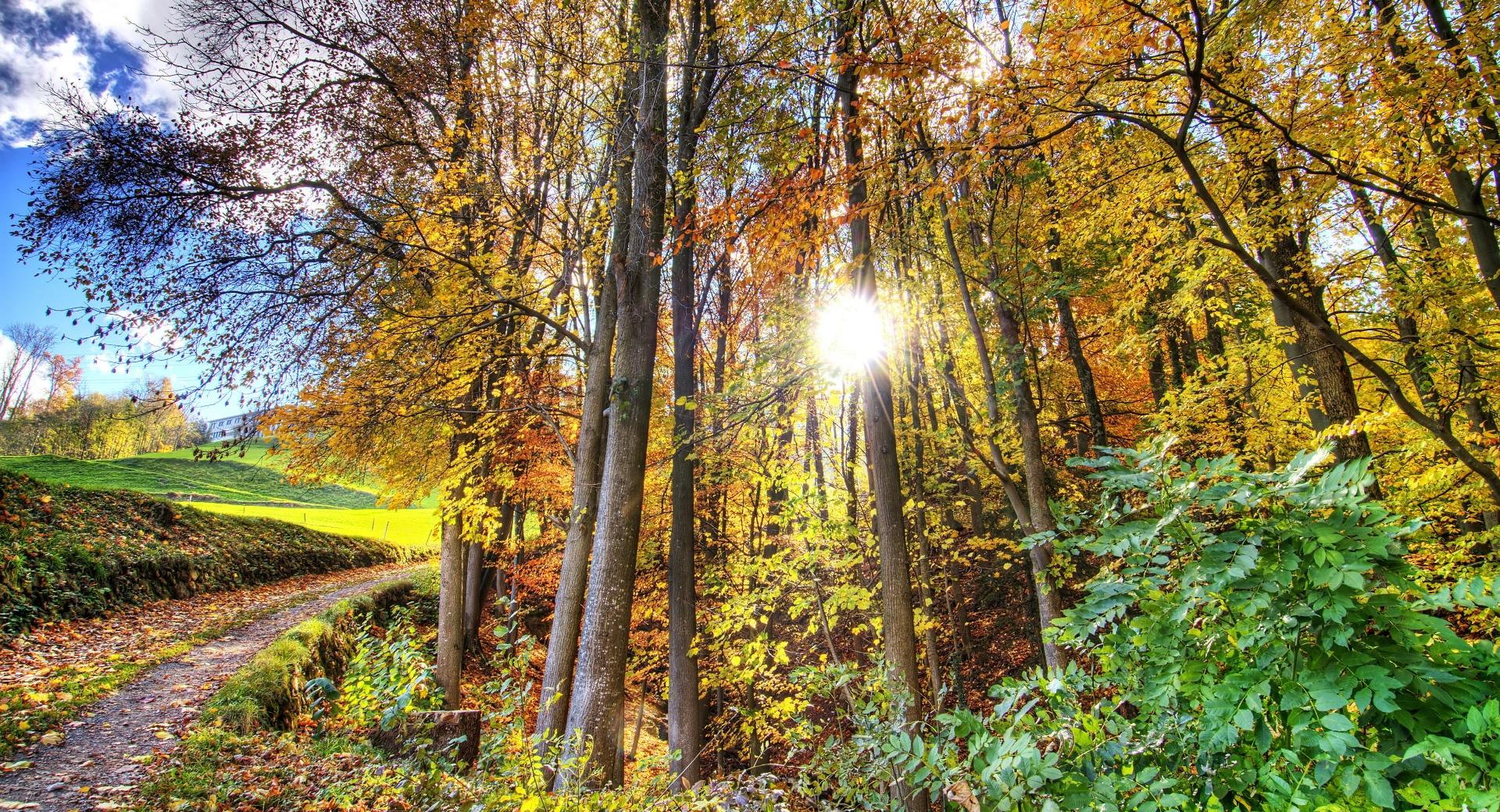 Sunlighted Forest HDR at 1600 x 1200 size wallpapers HD quality