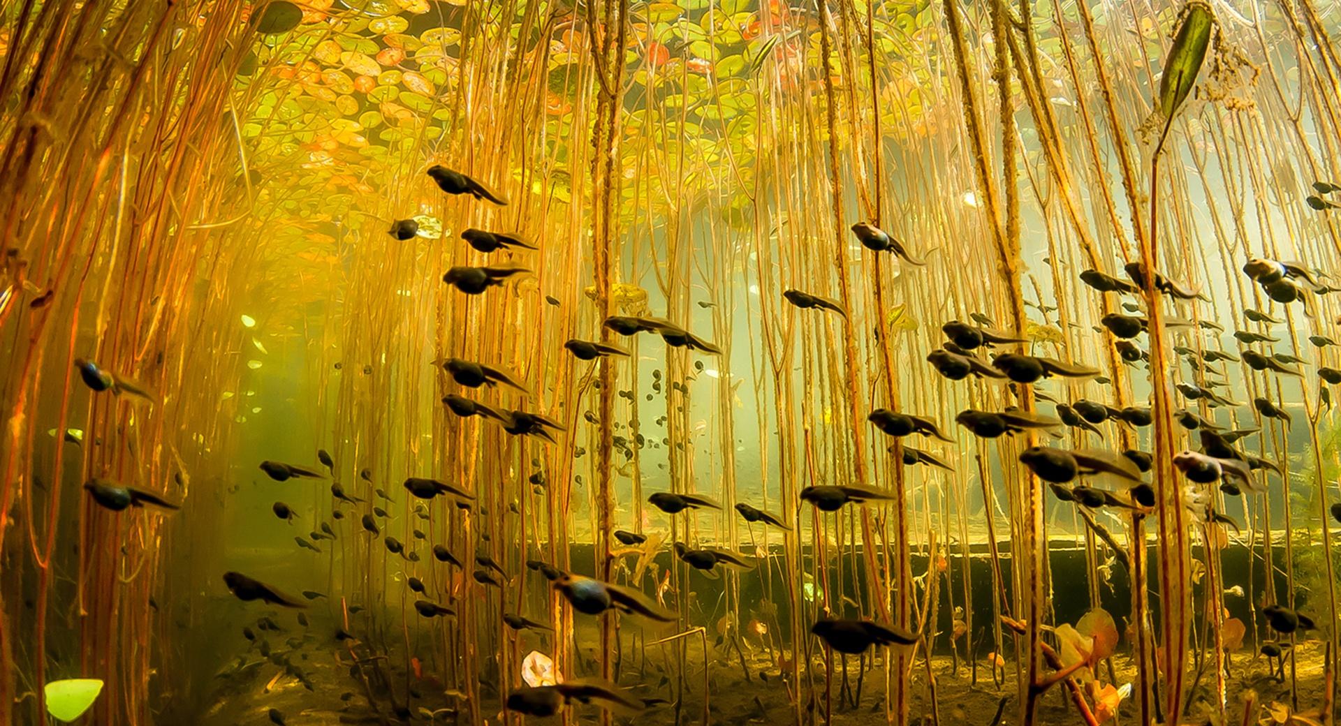 Tadpoles, Canada wallpapers HD quality