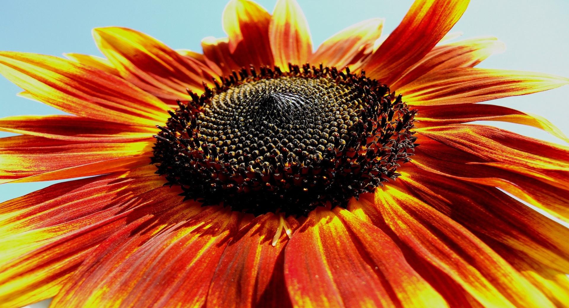 The Sunflower at 1600 x 1200 size wallpapers HD quality