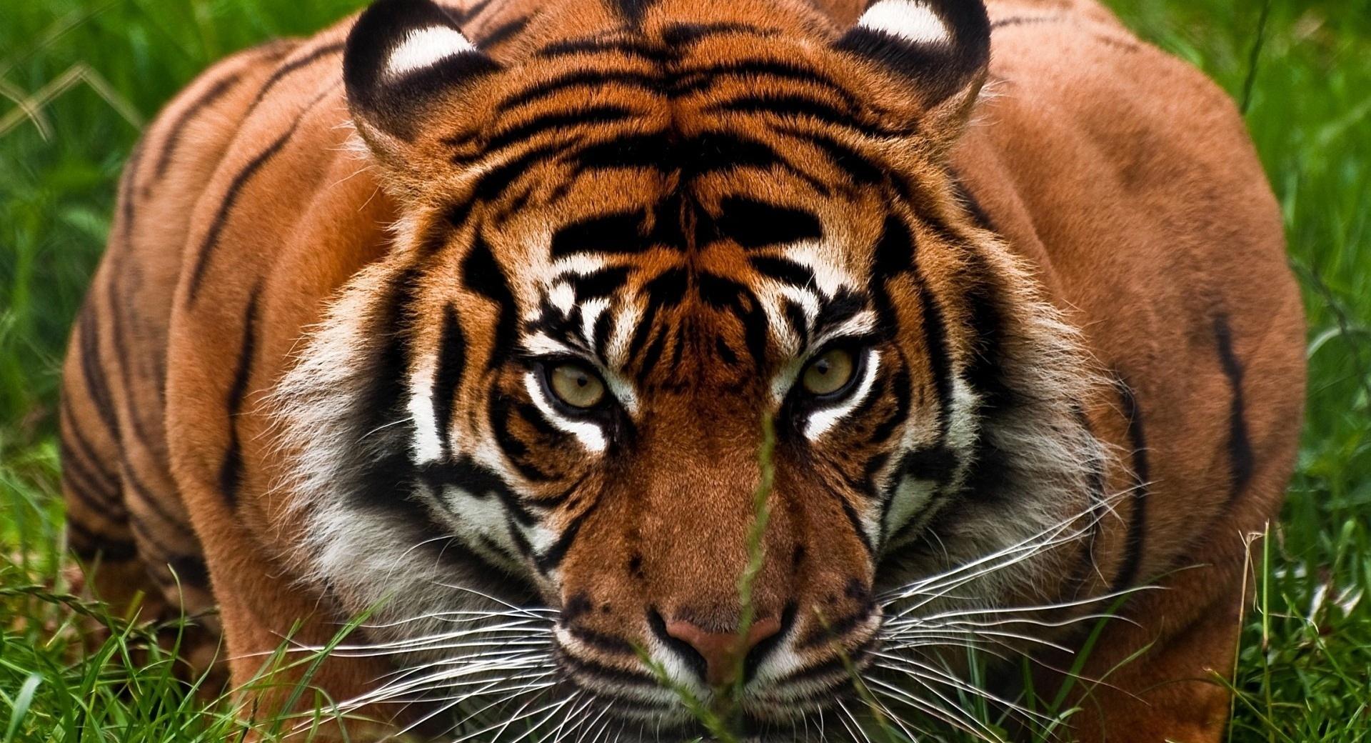 Tiger Aggression wallpapers HD quality