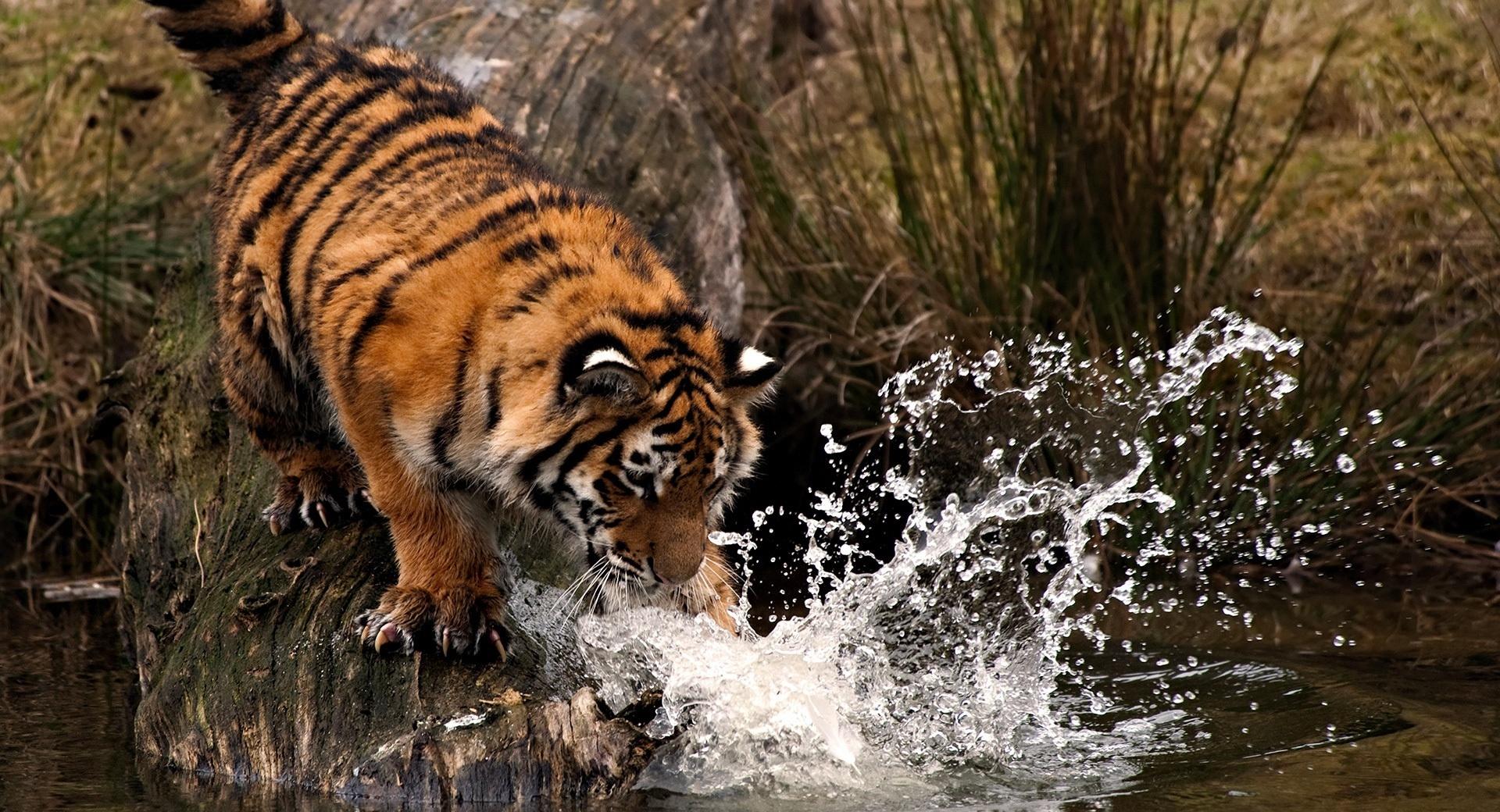 Tiger Fishing wallpapers HD quality