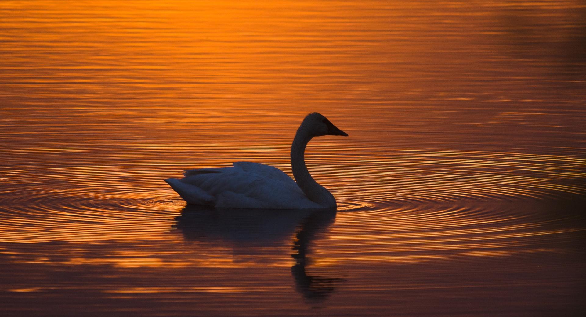 Trumpeter Swan at 1152 x 864 size wallpapers HD quality