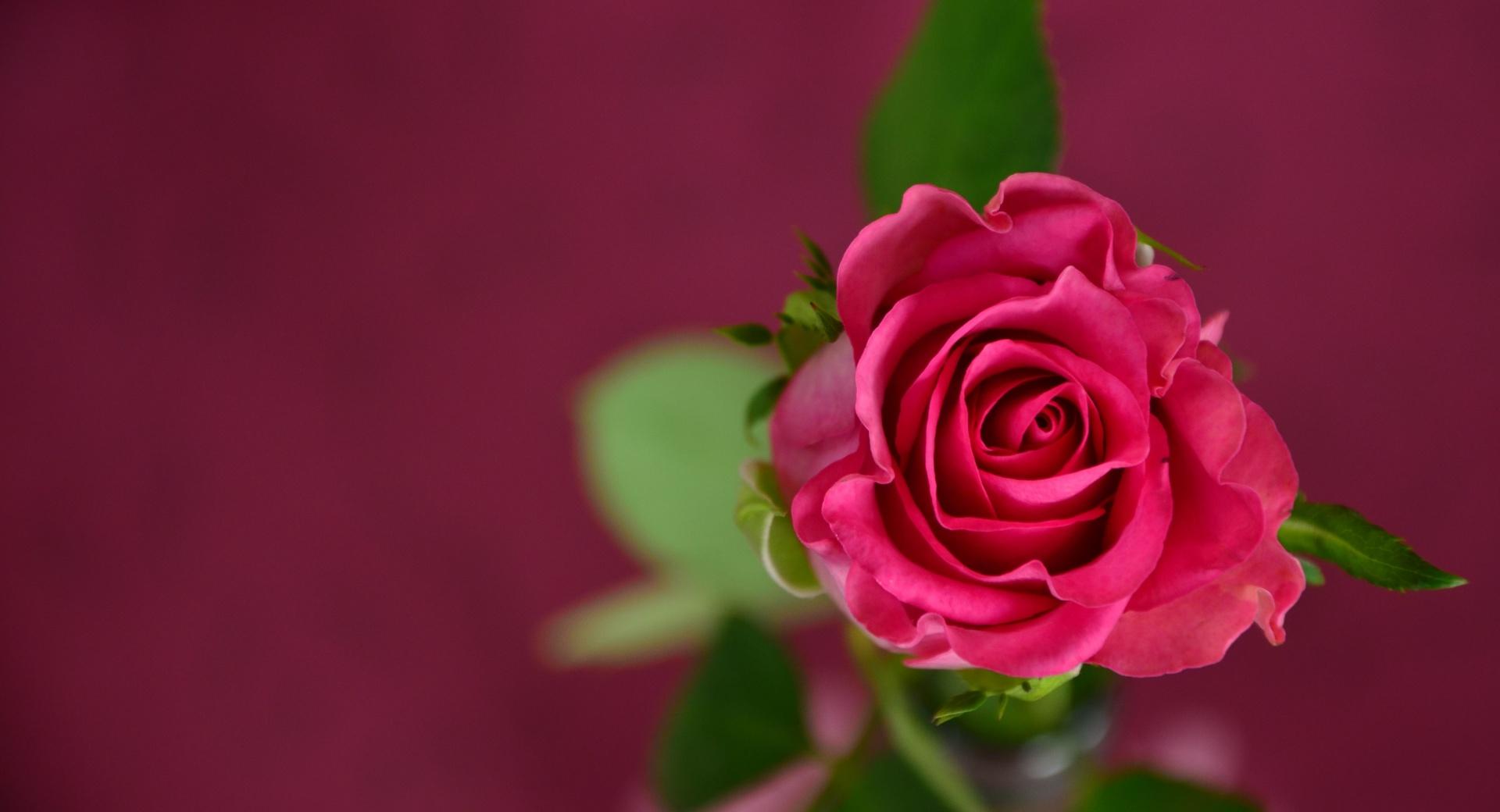 Valentines Day Pink Rose at 640 x 960 iPhone 4 size wallpapers HD quality