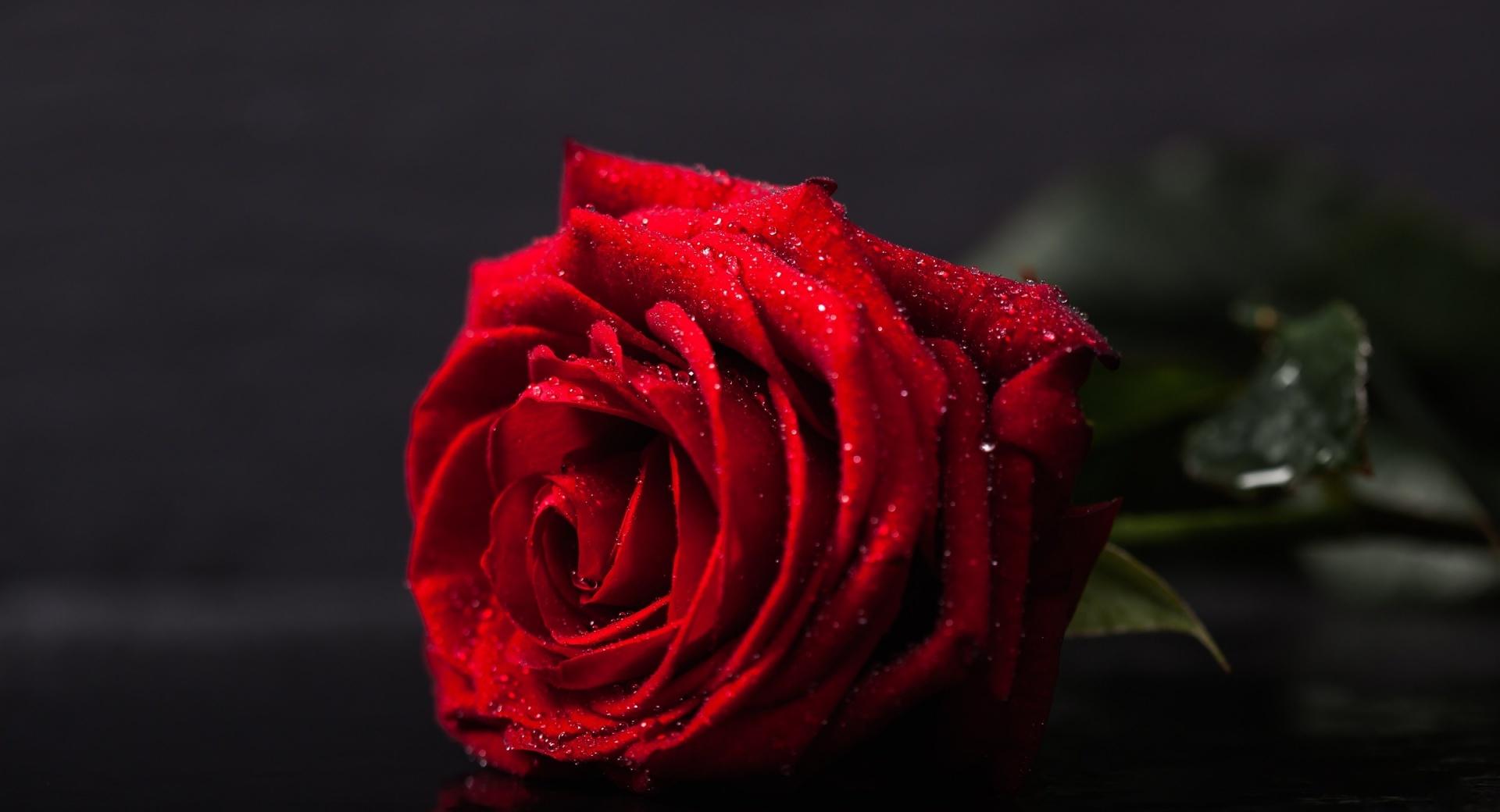 Valentines Day Red Rose at 1334 x 750 iPhone 7 size wallpapers HD quality