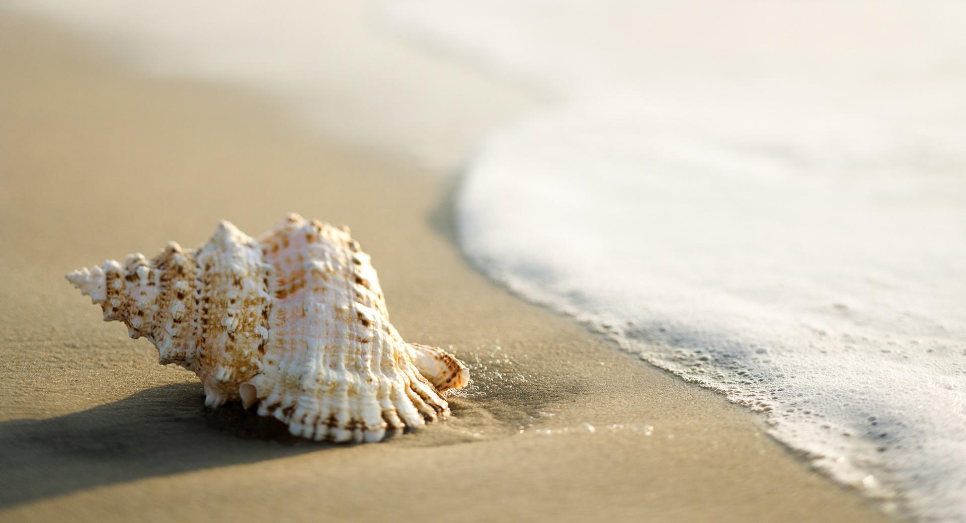 Whelk Shell at 1024 x 768 size wallpapers HD quality