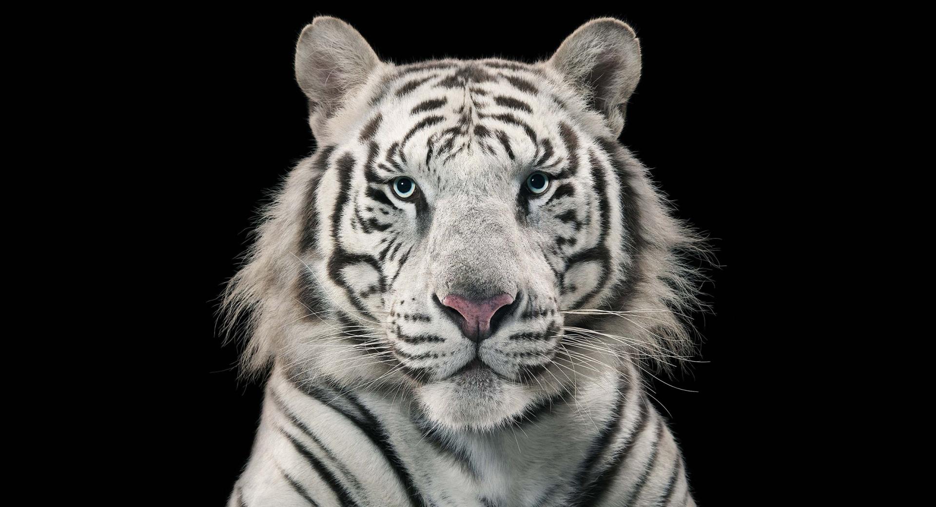 White Bengal Tiger at 320 x 480 iPhone size wallpapers HD quality