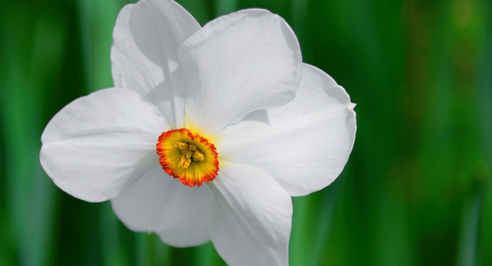 White Daffodil at 1024 x 1024 iPad size wallpapers HD quality