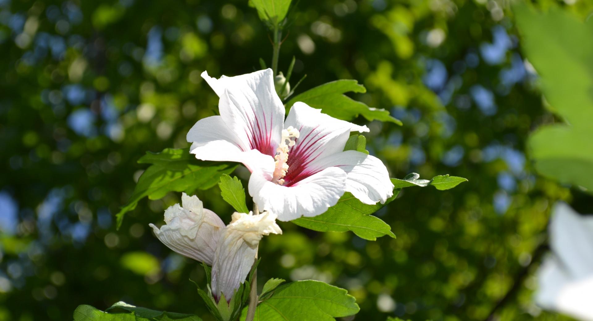 White Hibiscus at 640 x 1136 iPhone 5 size wallpapers HD quality