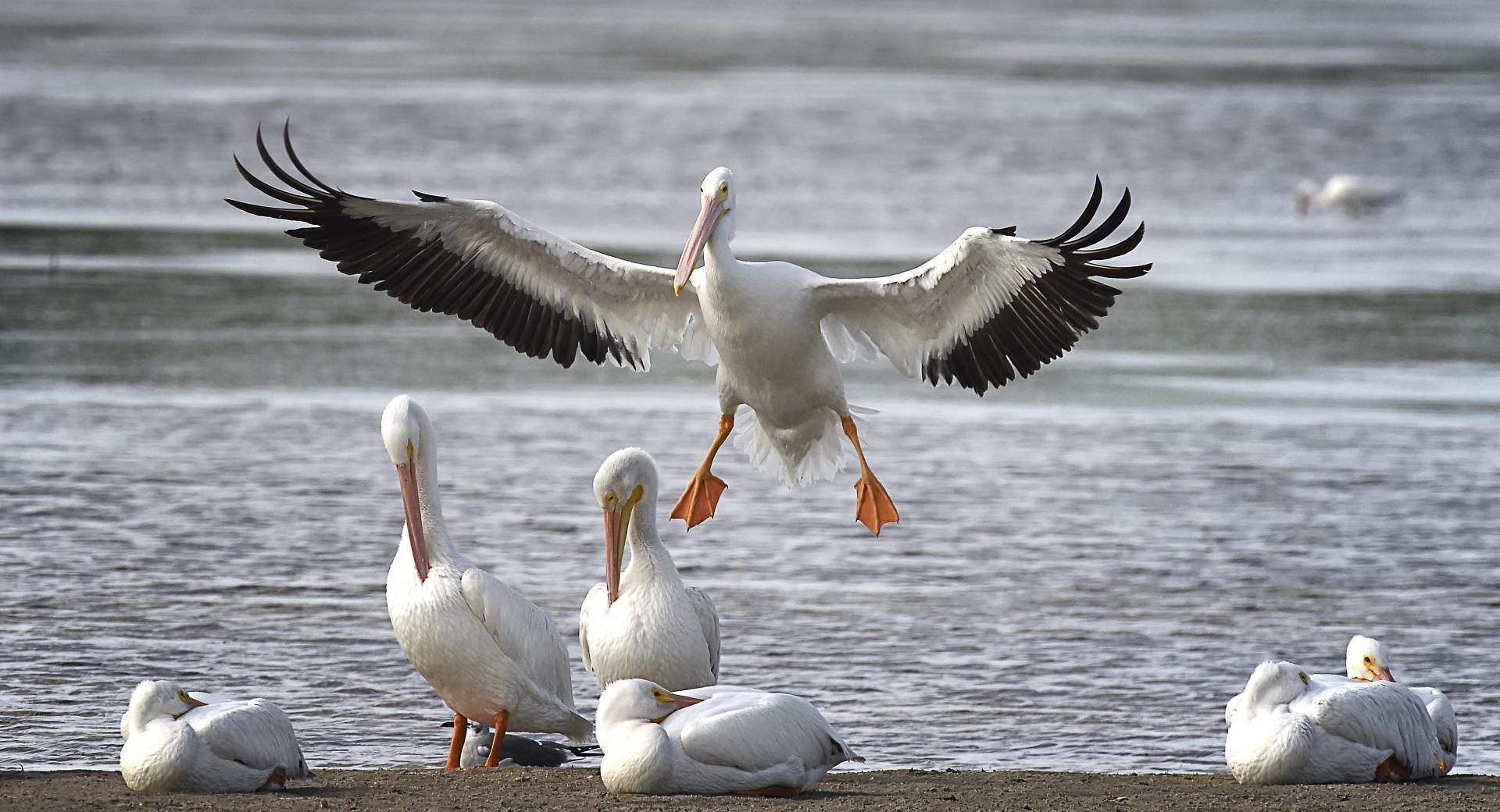 White Pelicans at 1024 x 768 size wallpapers HD quality
