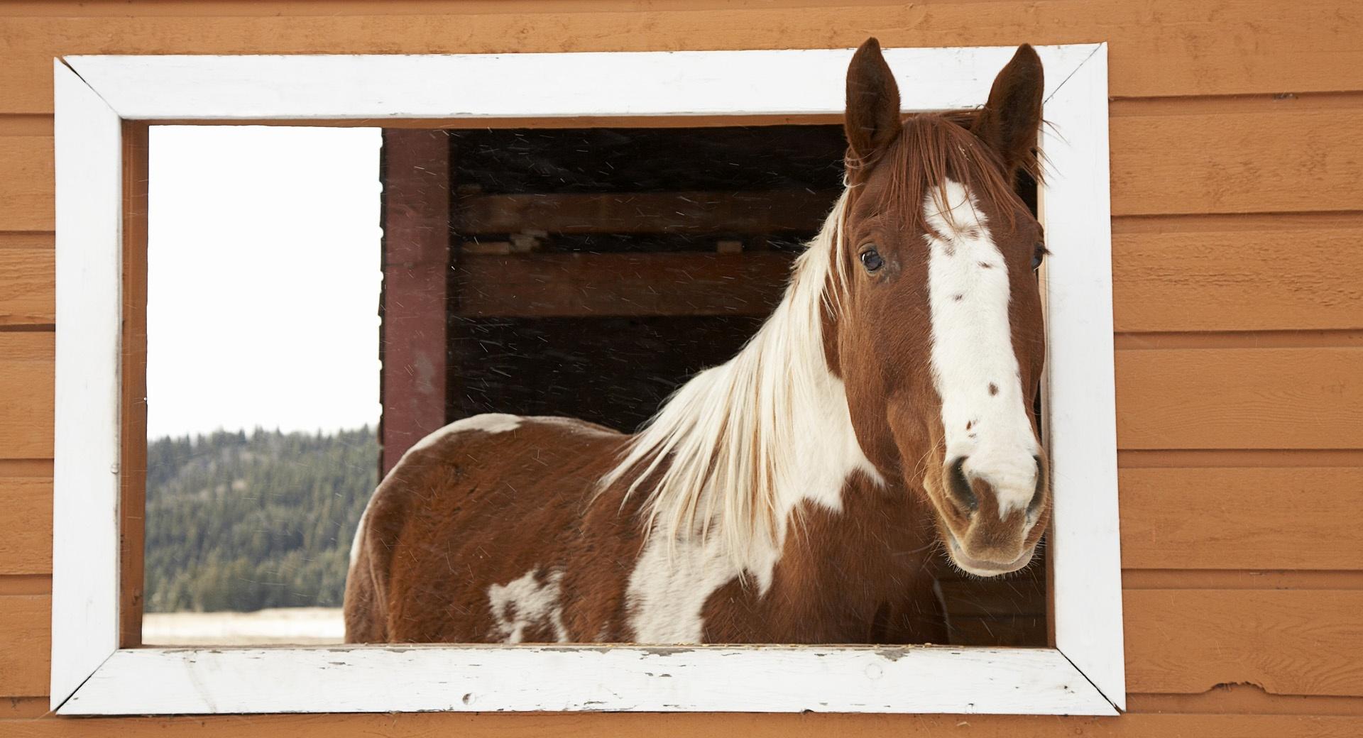 Window Watcher, Horse at 1280 x 960 size wallpapers HD quality