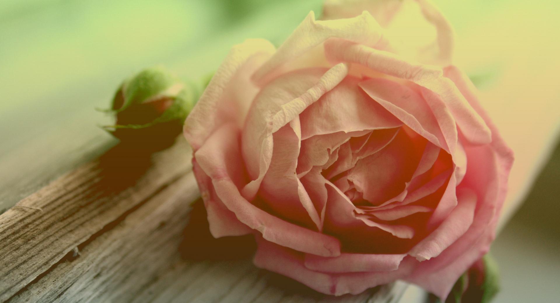 Withered Peach Rose at 640 x 960 iPhone 4 size wallpapers HD quality