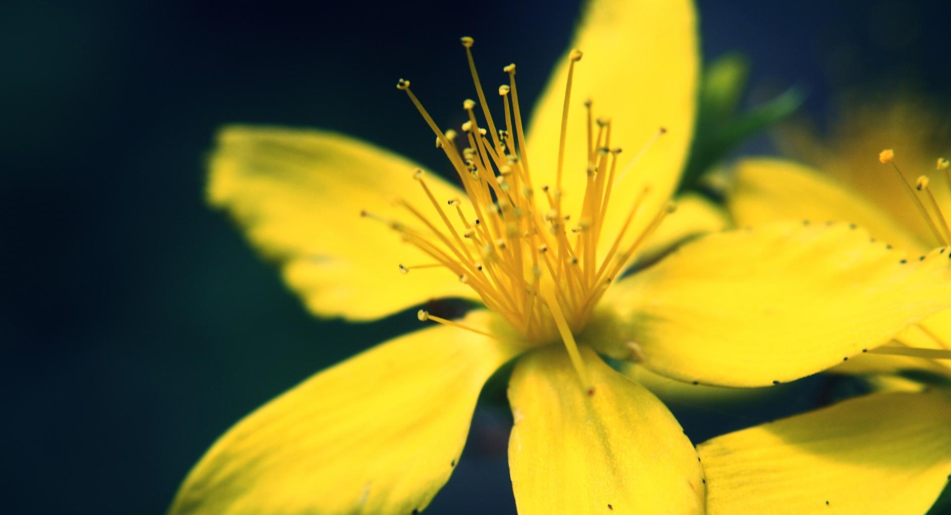 Yellow Flower at 1152 x 864 size wallpapers HD quality