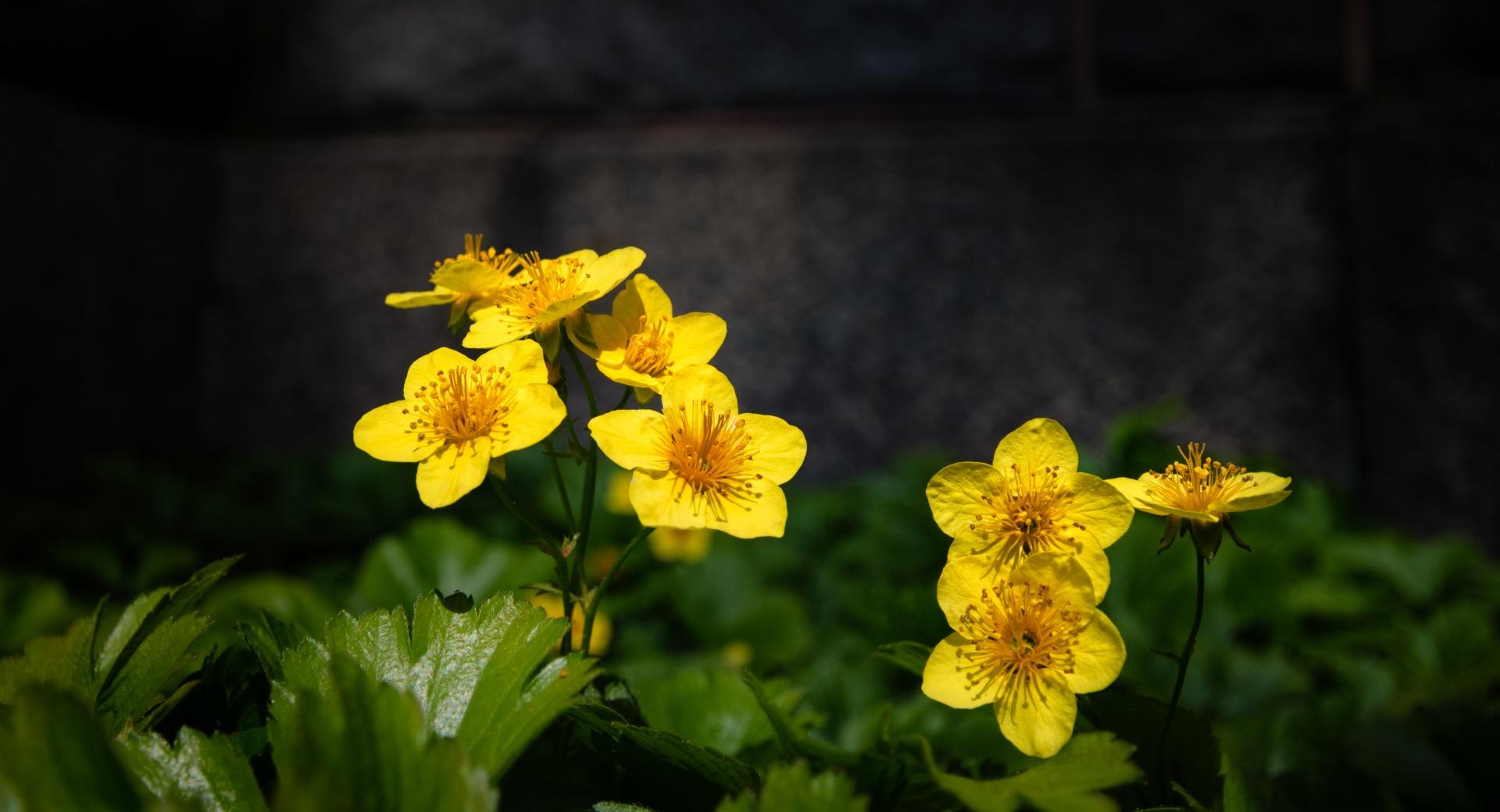 Yellow Flowers at 1600 x 1200 size wallpapers HD quality