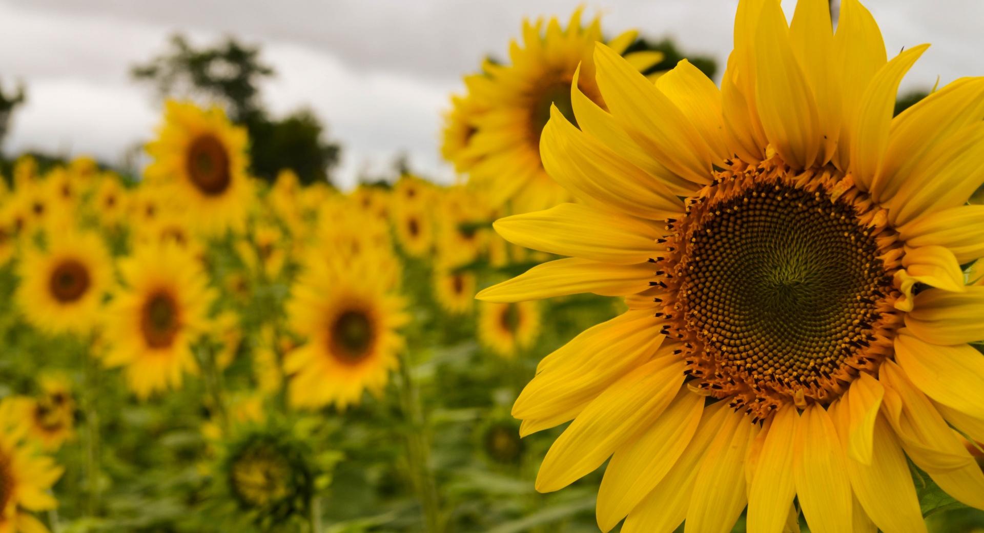 Yellow Mellow Sunflower at 1152 x 864 size wallpapers HD quality