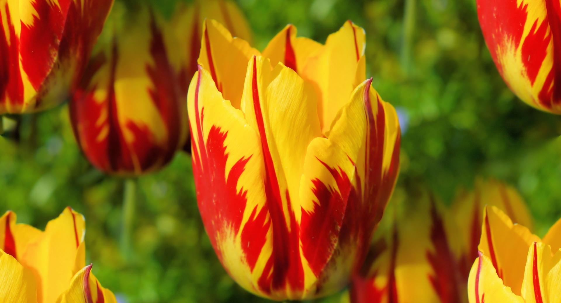 Yellow Red Tulips wallpapers HD quality