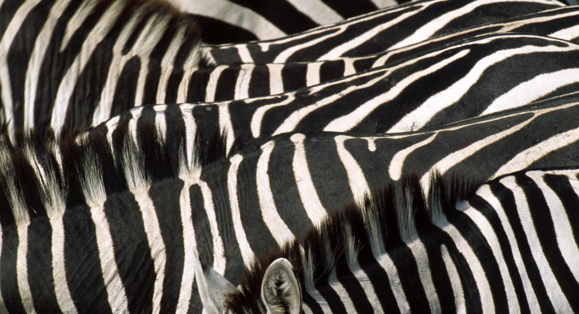 Zebra Group at 640 x 1136 iPhone 5 size wallpapers HD quality