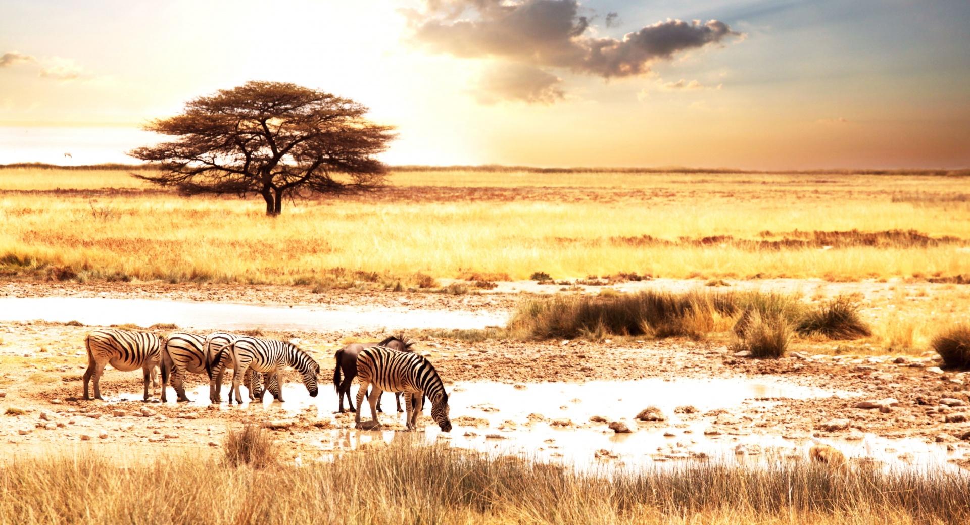 Zebras, Savanna at 750 x 1334 iPhone 6 size wallpapers HD quality