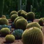 Cactus download wallpaper