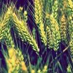 Wheat wallpaper