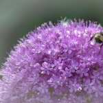 Allium high quality wallpapers