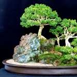 Bonsai wallpapers for android