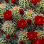 Cactus wallpapers hd