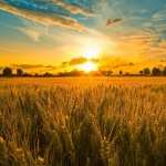 Wheat wallpapers for android