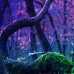 Moss free wallpapers