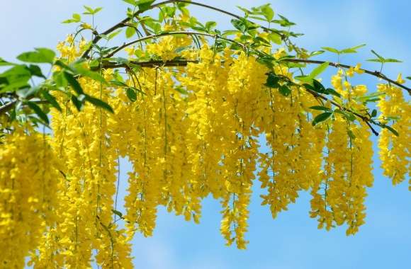 Acacia Yellow Flowers