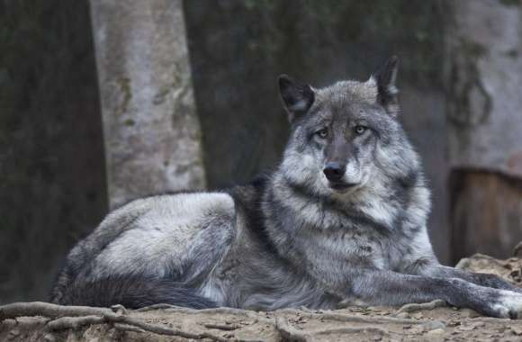 Alaskan Wolf