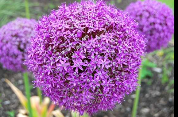 Allium wallpapers hd quality