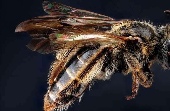 Andrena Fragilis Bee Macro
