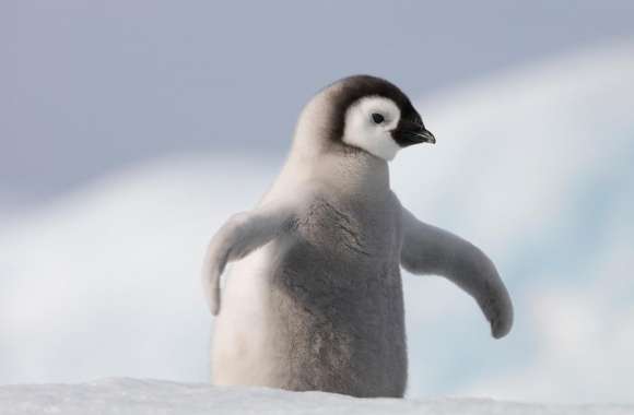 Baby Penguin, Antarctica