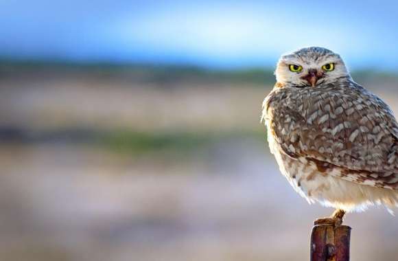 Backlit Owl