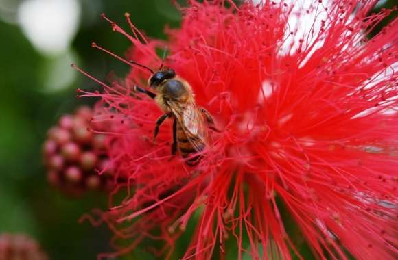 Bee Feasting in Flower wallpapers hd quality