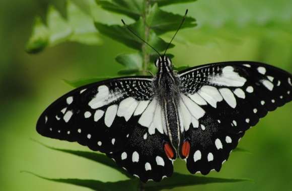 Black And White Butterfly Macro
