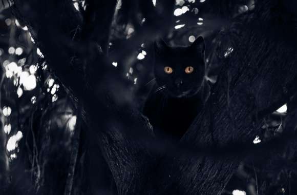 Black Cat Perched in a Tree