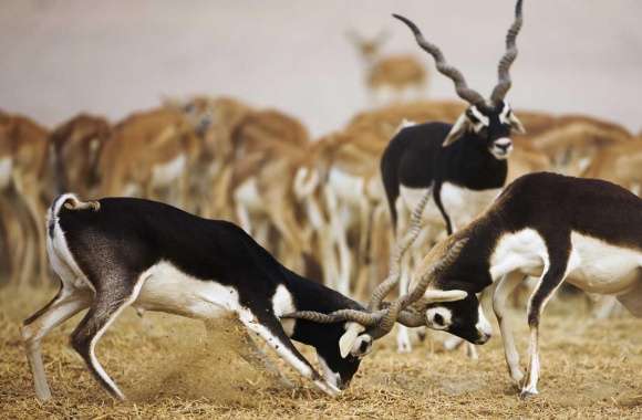 Blackbuck Antelopes wallpapers hd quality